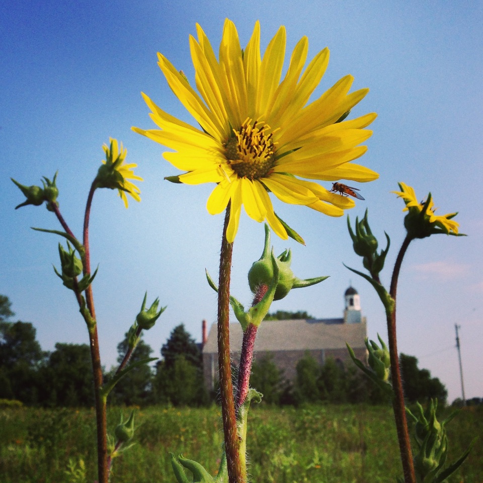 Wisconsin flower